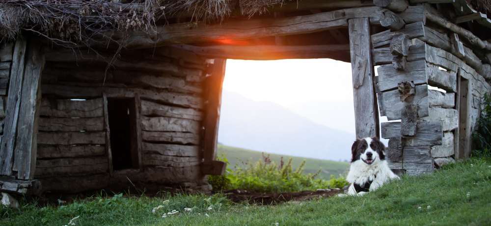 Hund liegt vor einer alten Hütte während im Hintergrund die Sonne untergeht