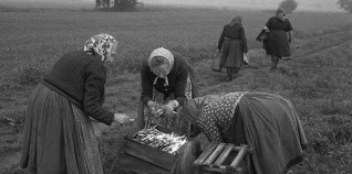 Schwarz-Weiß-Fotografie von mehreren Personen, die auf einem Feld Lebensmittel sammeln. Sie sind alle mit Röcken und Panolettes bekleidet.