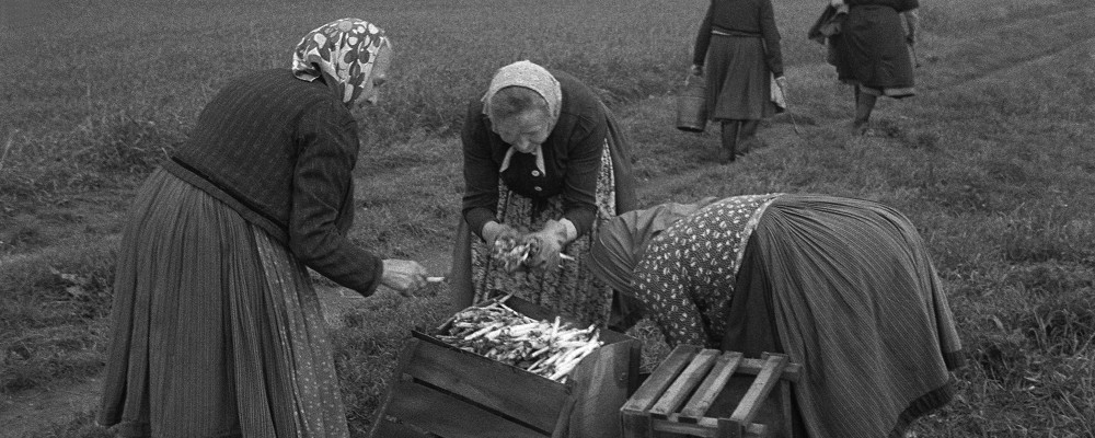 Schwarz-Weiß-Fotografie von mehreren Personen, die auf einem Feld Lebensmittel sammeln. Sie sind alle mit Röcken und Panolettes bekleidet.