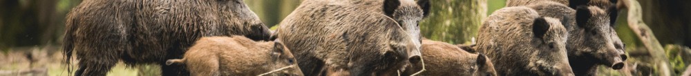 Eine Gruppe Wildschweine