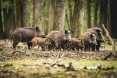 Eine Gruppe Wildschweine