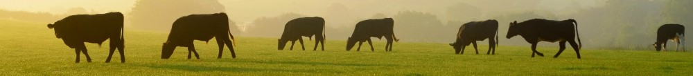 Kühe auf einer Wiese