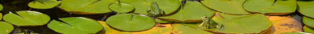 Seerosenblätter mit Blüten auf denen zwei Frösche sitzen