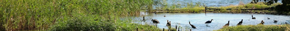 Vogelschutzgebiet, welches in Brandenburg liegen könnte, Mischung aus Seen und ufernaher Vegitation, es sind europäische Vögel zu sehen, Es gibt einen kleinen Uferbereich, Das Bild ist ein Panoramabild