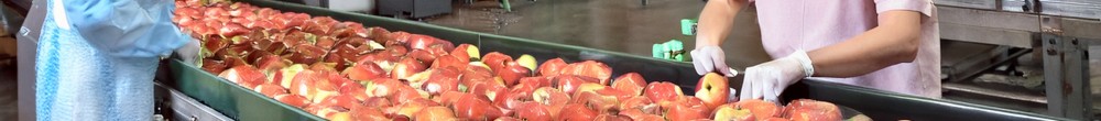 Sortieranlage für Äpfel