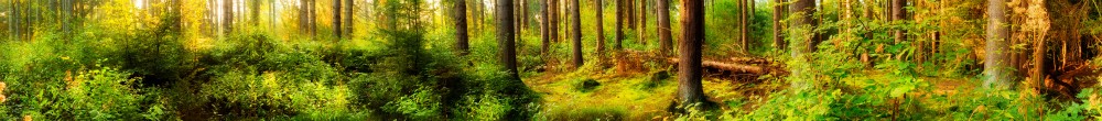 lichtdurchfluteter grüner Wald
